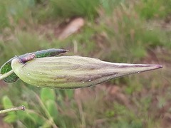 Xysmalobium pedifoetidum