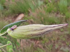 Xysmalobium pedifoetidum