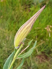 Xysmalobium pedifoetidum