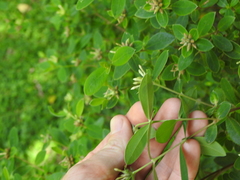 Pimelea gigandra