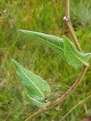 Xysmalobium pedifoetidum