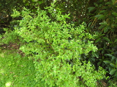 Pimelea gigandra
