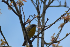 Setophaga kirtlandii