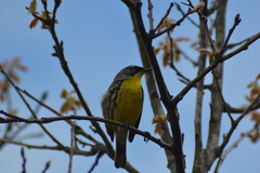 Setophaga kirtlandii