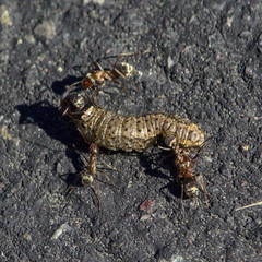 Formica francoeuri