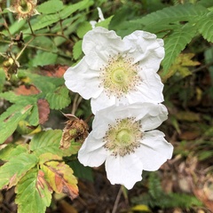 Rubus okinawensis
