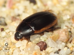 Phaleria panamensis