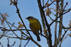 Setophaga kirtlandii