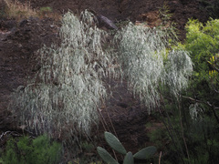 Asparagus plocamoides image