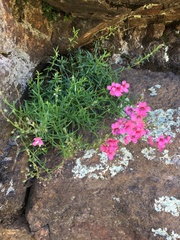 Diascia integerrima