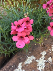 Diascia integerrima