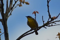 Setophaga kirtlandii