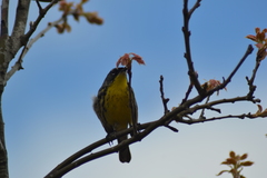 Setophaga kirtlandii