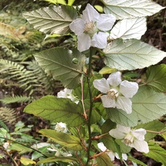Rubus grayanus