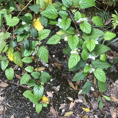 Rubus grayanus