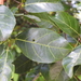Ficus fraseri - Photo (c) Greg Tasney,  זכויות יוצרים חלקיות (CC BY-SA), הועלה על ידי Greg Tasney