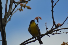 Setophaga kirtlandii