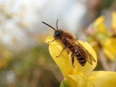 Andrena bimaculata