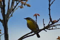 Setophaga kirtlandii