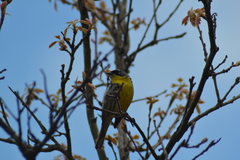 Setophaga kirtlandii