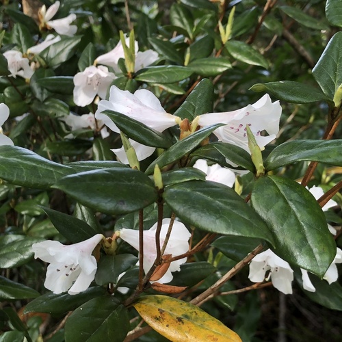 Rhododendron tashiroi, photograph 3