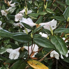 Rhododendron tashiroi