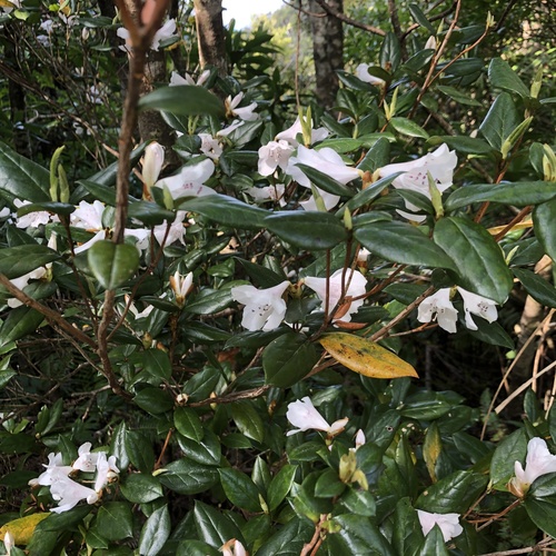 Rhododendron tashiroi, photograph 4