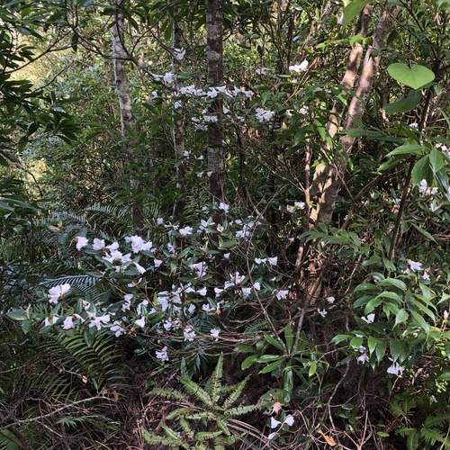 Rhododendron tashiroi, photograph 5