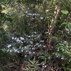 Rhododendron tashiroi