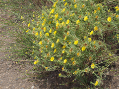 Asteriscus graveolens subsp. stenophyllus image