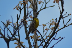 Setophaga kirtlandii