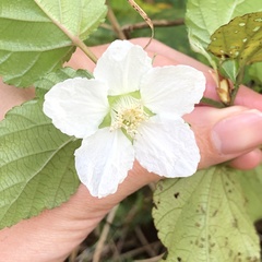 Rubus grayanus