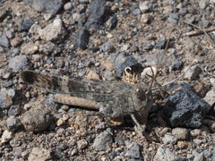 Scintharista notabilis