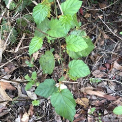 Rubus grayanus
