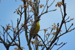 Setophaga kirtlandii