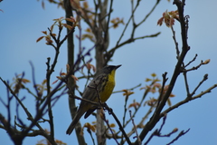 Setophaga kirtlandii