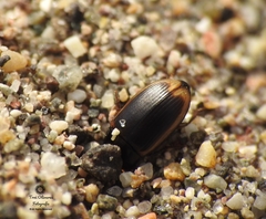 Phaleria panamensis