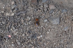 Pachyprosopis kellyi