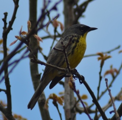 Setophaga kirtlandii