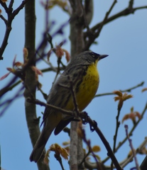 Setophaga kirtlandii