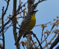 Setophaga kirtlandii