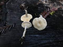 Hydnum oregonense