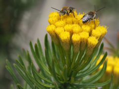 Tetraloniella hohmanni