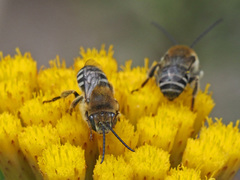 Tetraloniella hohmanni