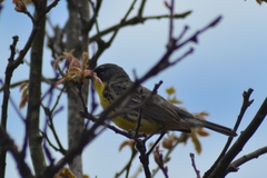 Setophaga kirtlandii