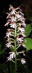 Orchis × hybrida