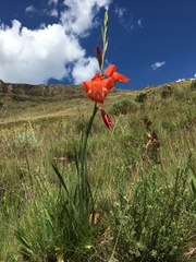 Gladiolus saundersii
