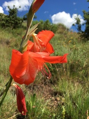 Gladiolus saundersii