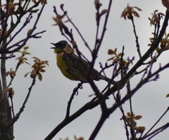 Setophaga kirtlandii