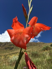 Gladiolus saundersii
